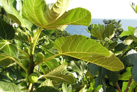 Being fruitful in a period of grace