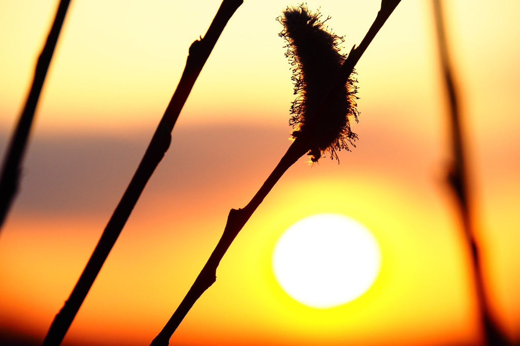 The light that floods the tunnel